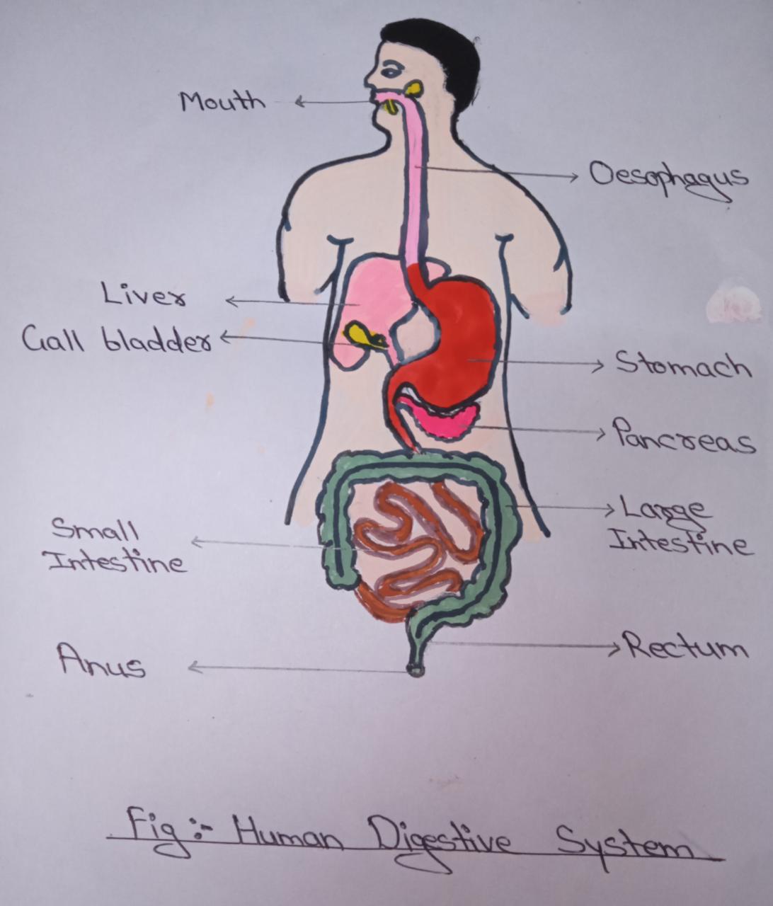 essay on human digestive system