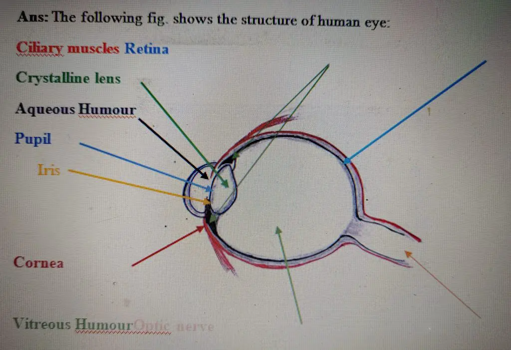 NCERT Exemplar Solution Class 10 Science Chapter 11 The Human Eye and