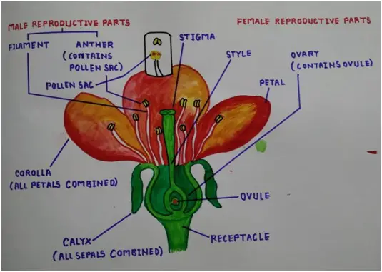 Sexual Reproduction In Flowering Plants Class 10 Biology Lesson How