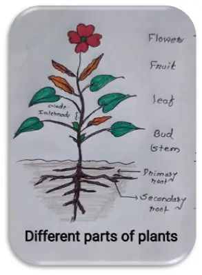[PDF] CBSE Notes - Getting to Know Plants Class 6 | Science Chapter 7