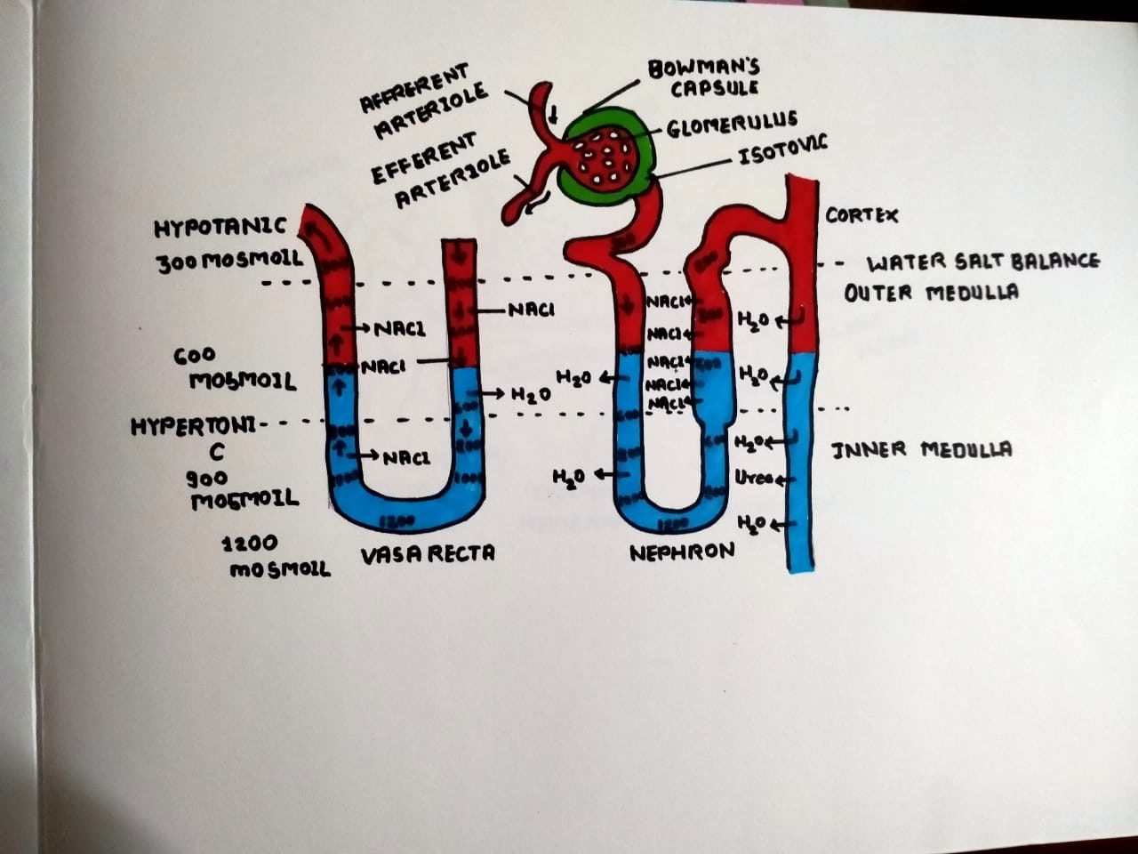 Nephron Important Diagrams For Cbse Class Biology Vrogue Co