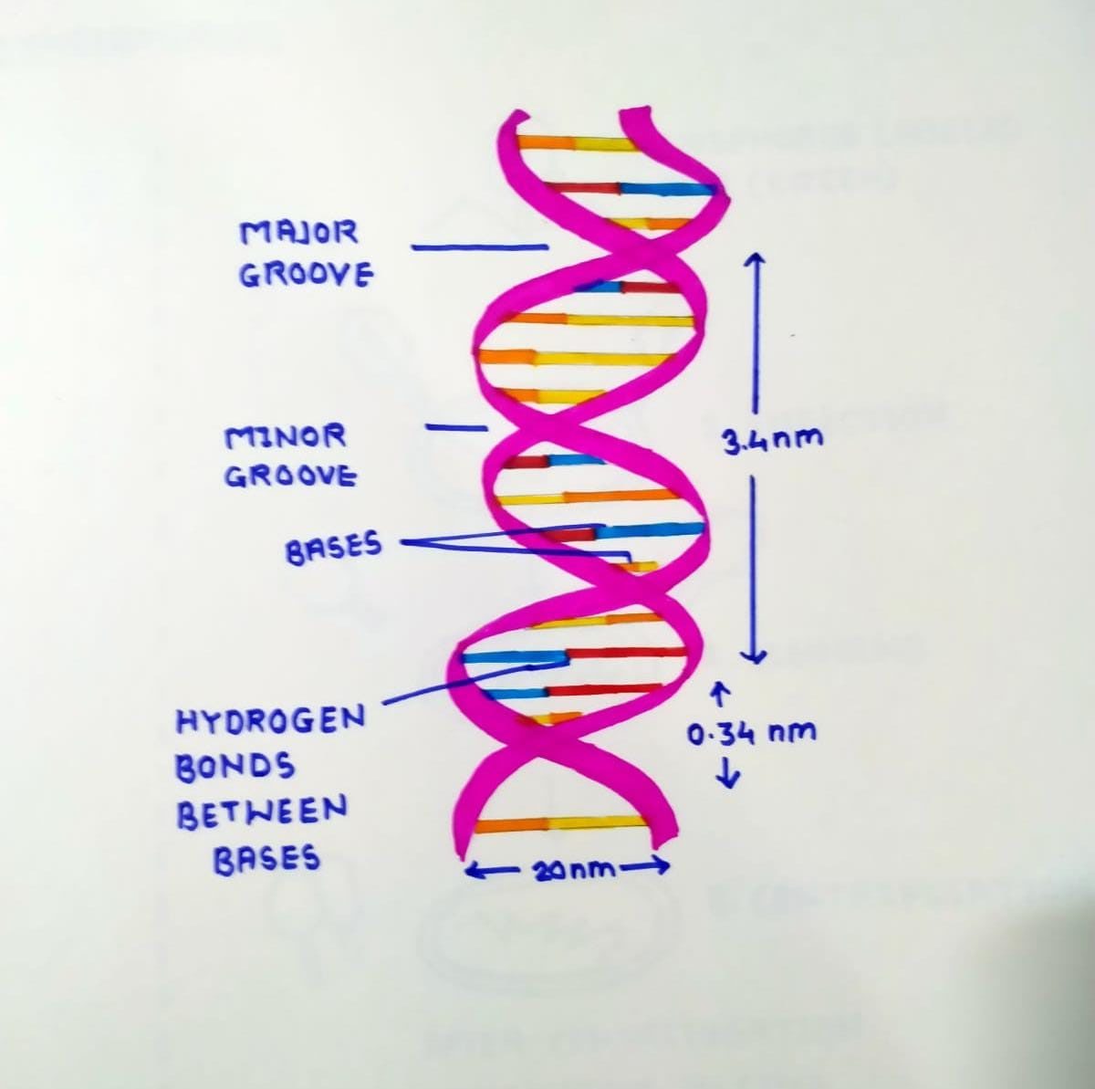 CBSE Diagrams For Class Biology Important For Exams