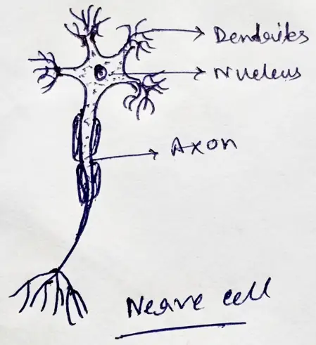 Draw and label the diagram of the nerve cell