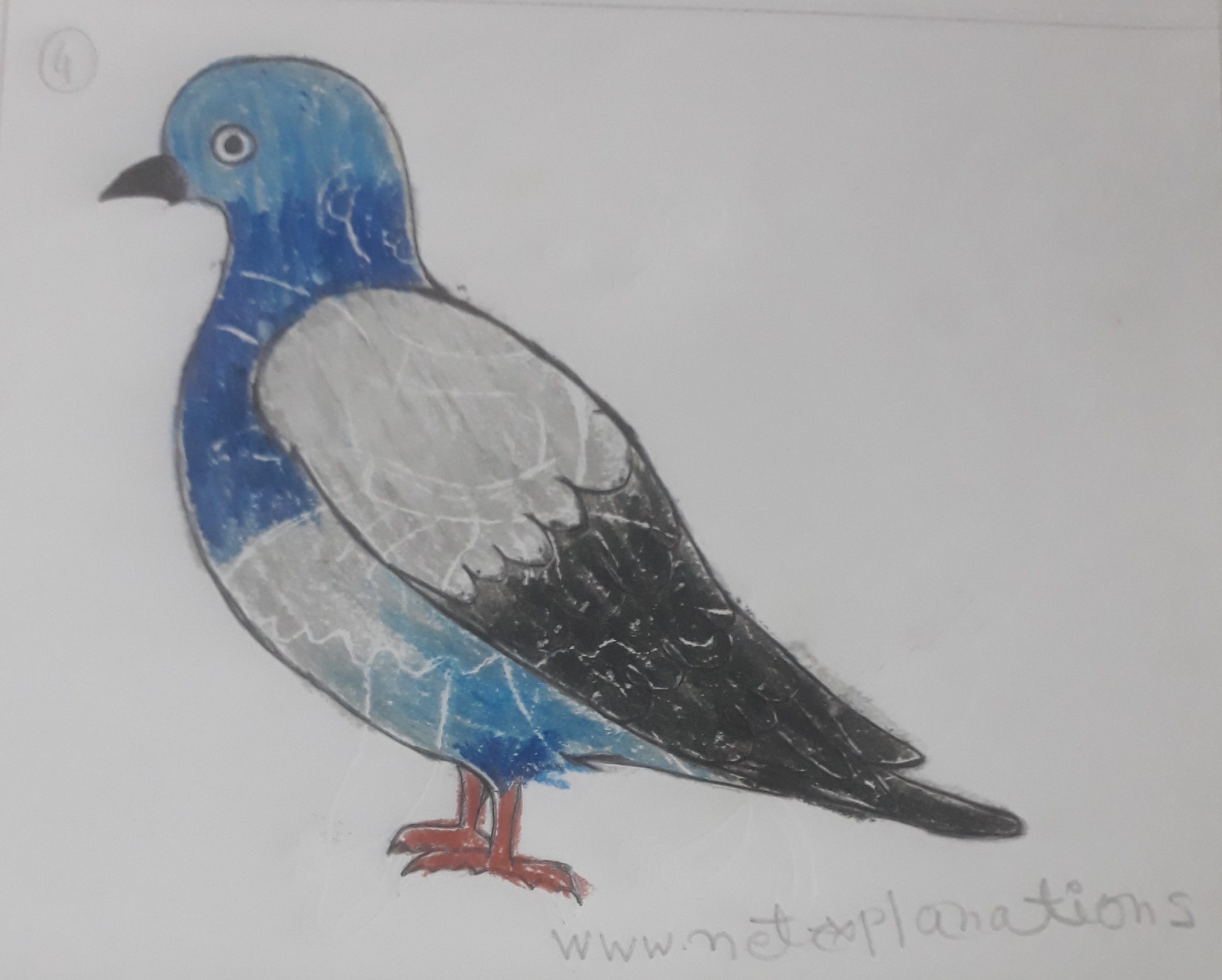 pigeon drawing simple