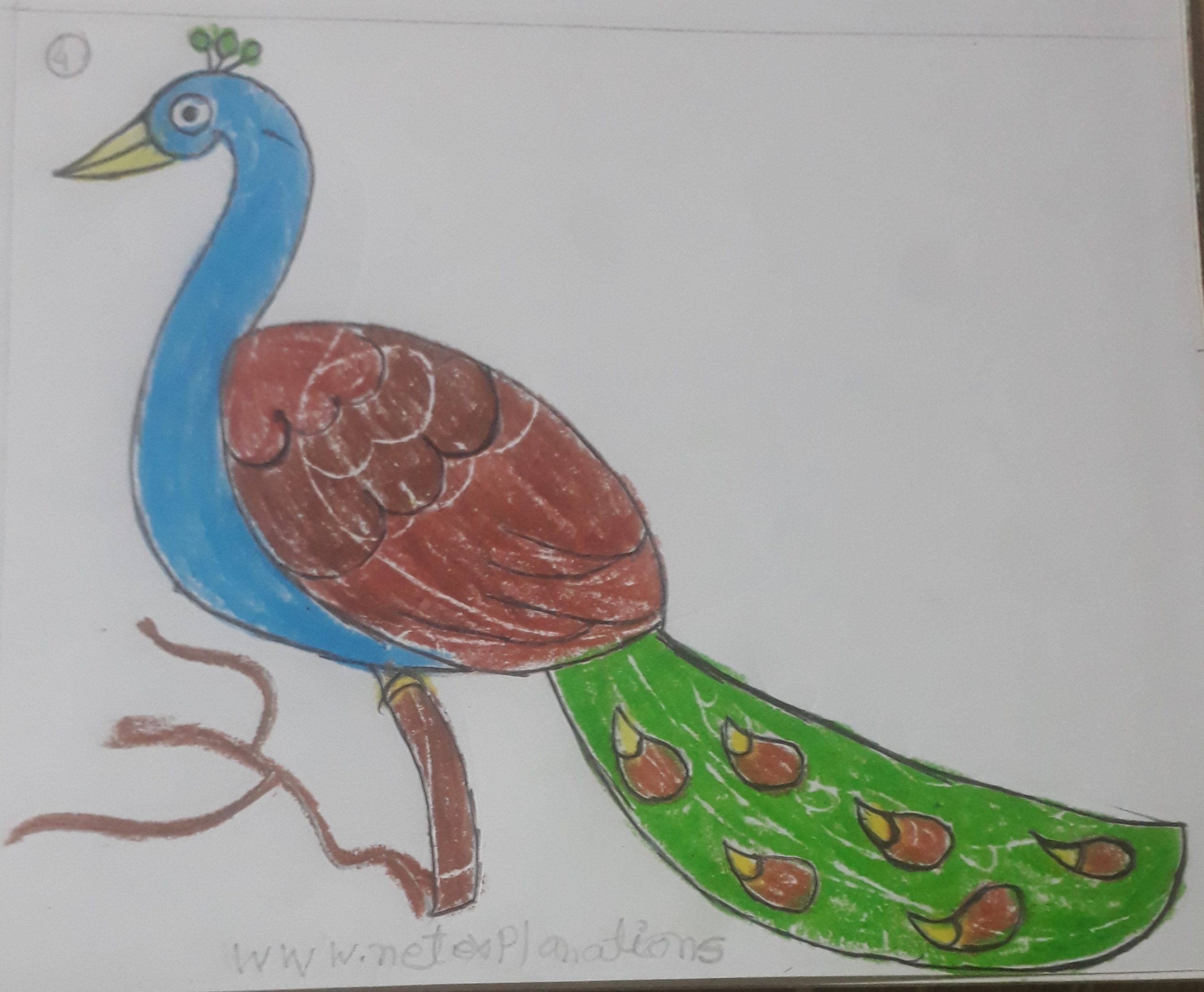 Free peacock drawing to print and color - Peacocks Kids Coloring Pages