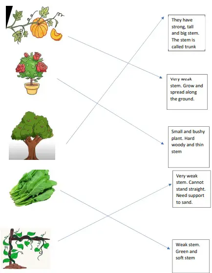Parts Of Plants Worksheets For Grade 1