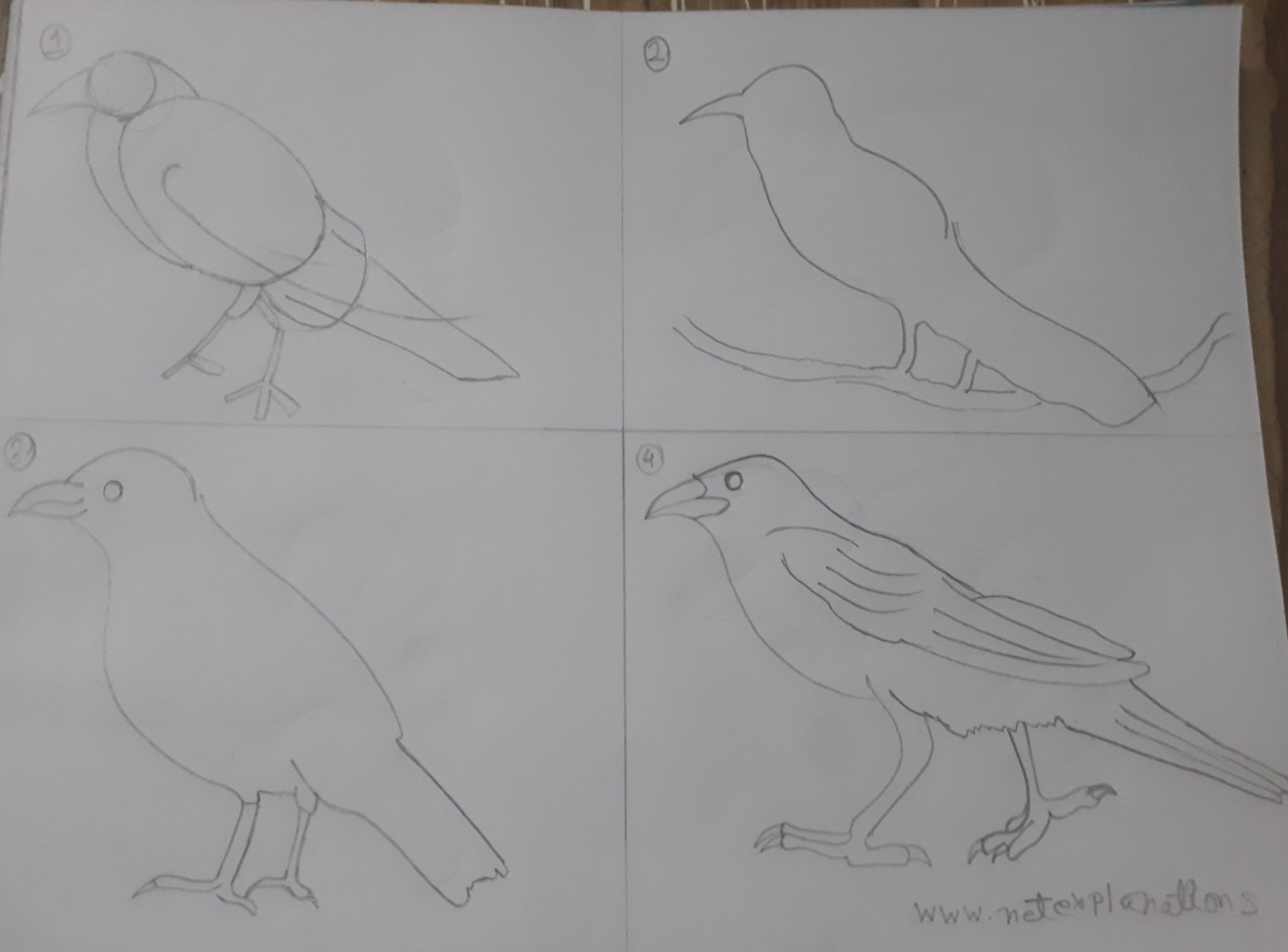 How to Draw a Crow  HelloArtsy