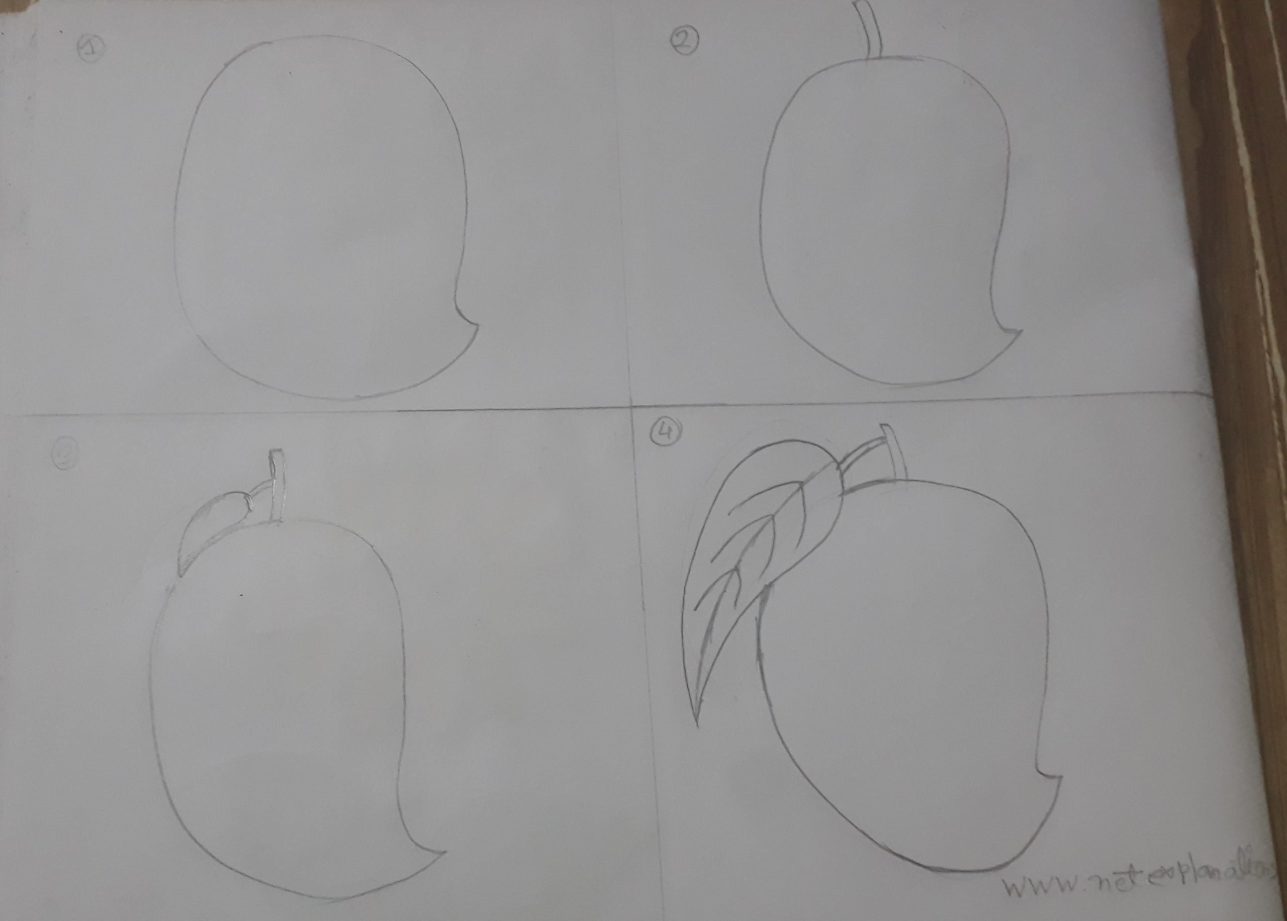 How To Draw Mango In 3 Easy Steps!