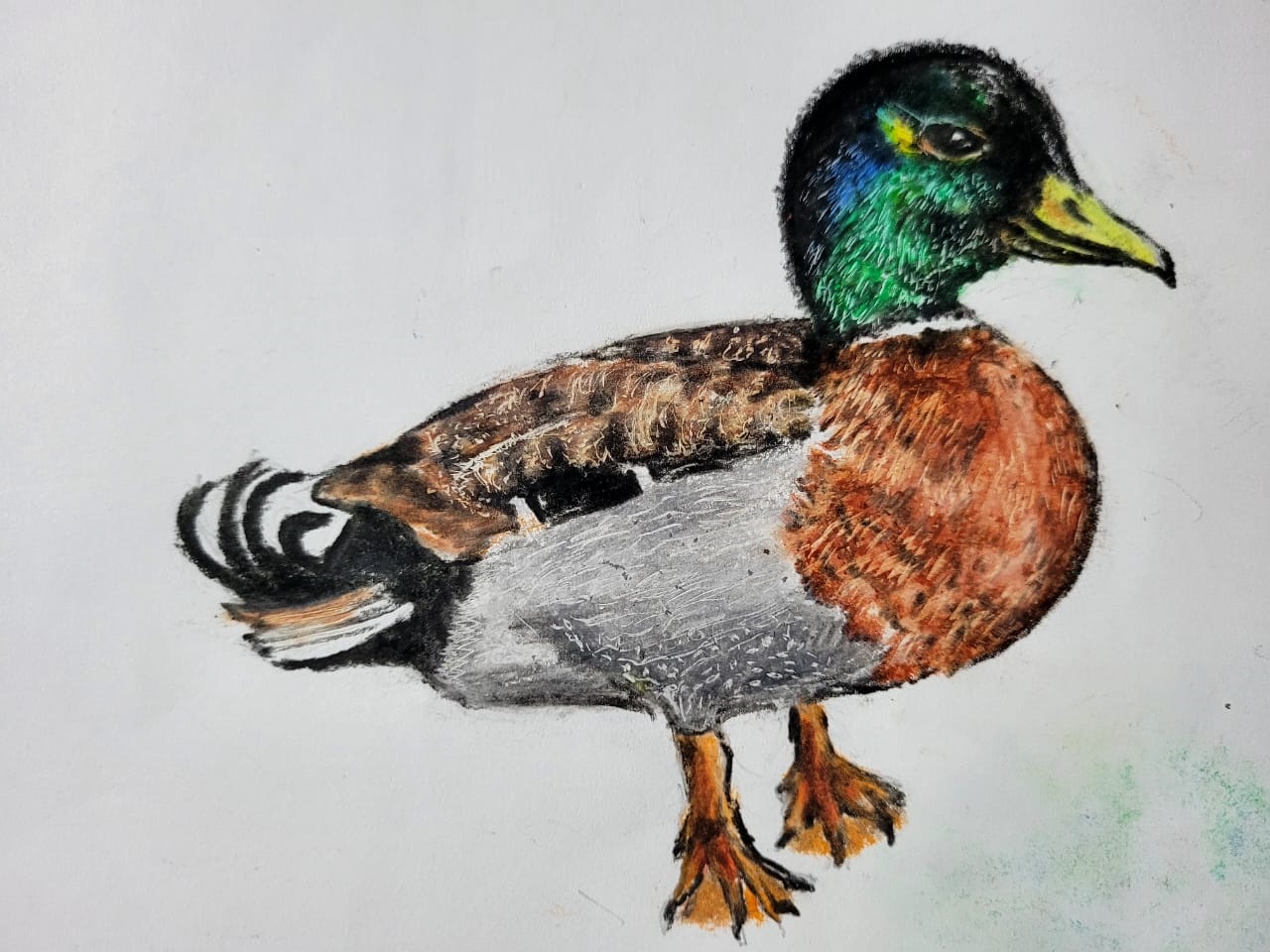 How to draw a Mallard Duck Step by Step