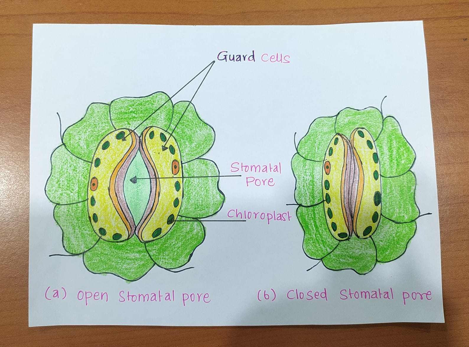 Draw a labelled diagram of stomata Write two functions of stomata