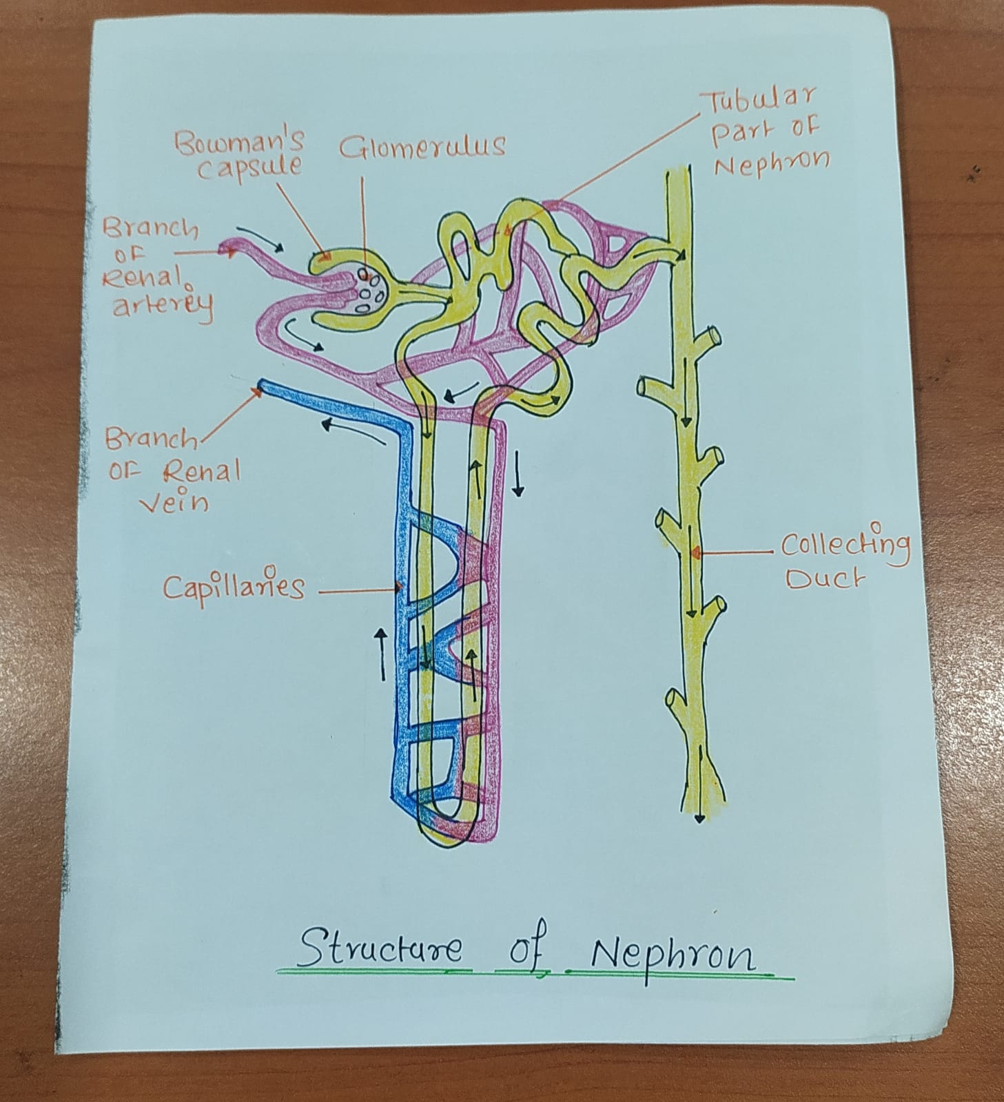Diagram Structure Of Nephron 