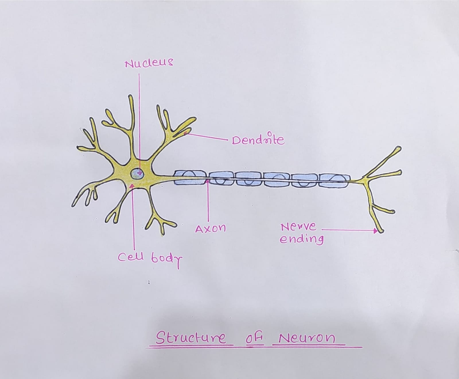 Structure of Neuron Diagram Drawing CBSE  easy way  labeled Science  project  Neuron diagram Neurons Science projects