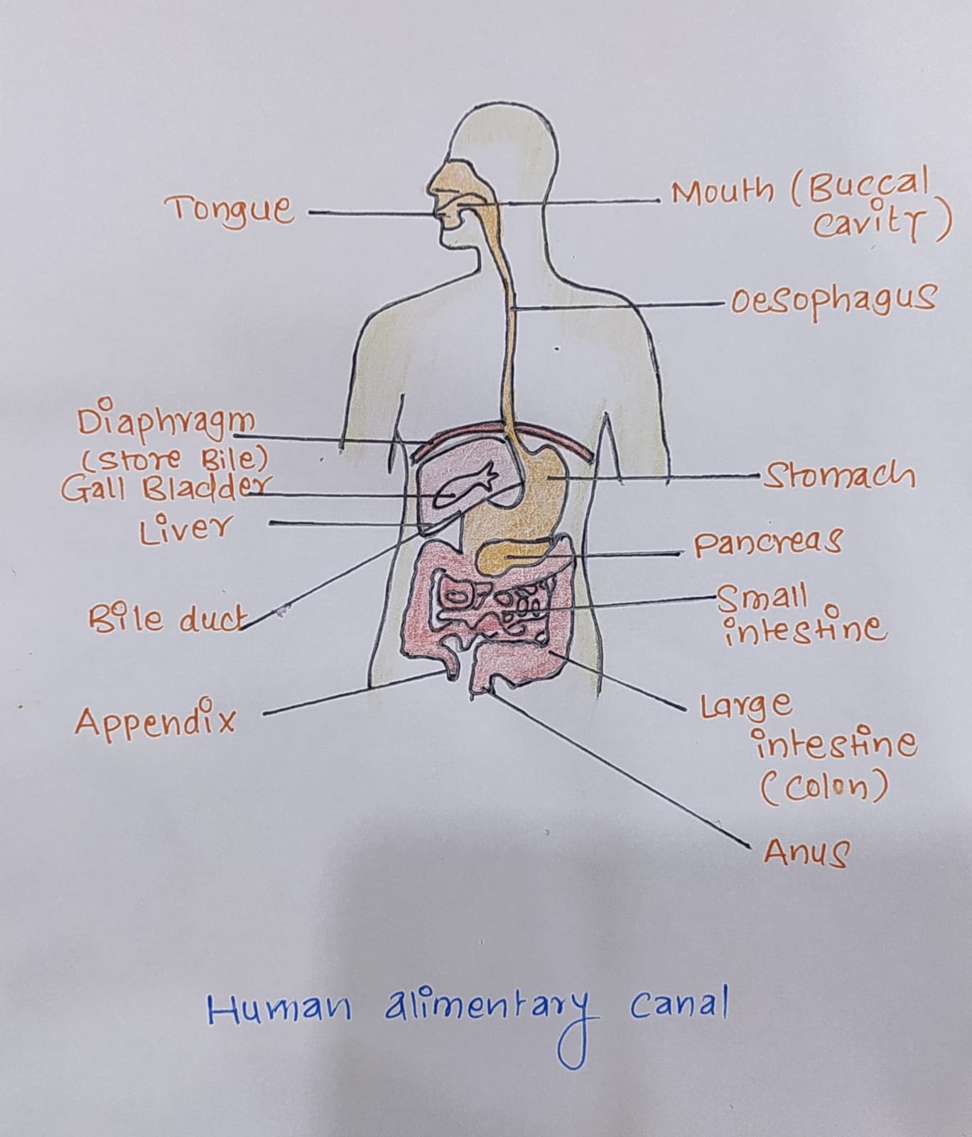 Diagram Of Human Alimentary Canal 