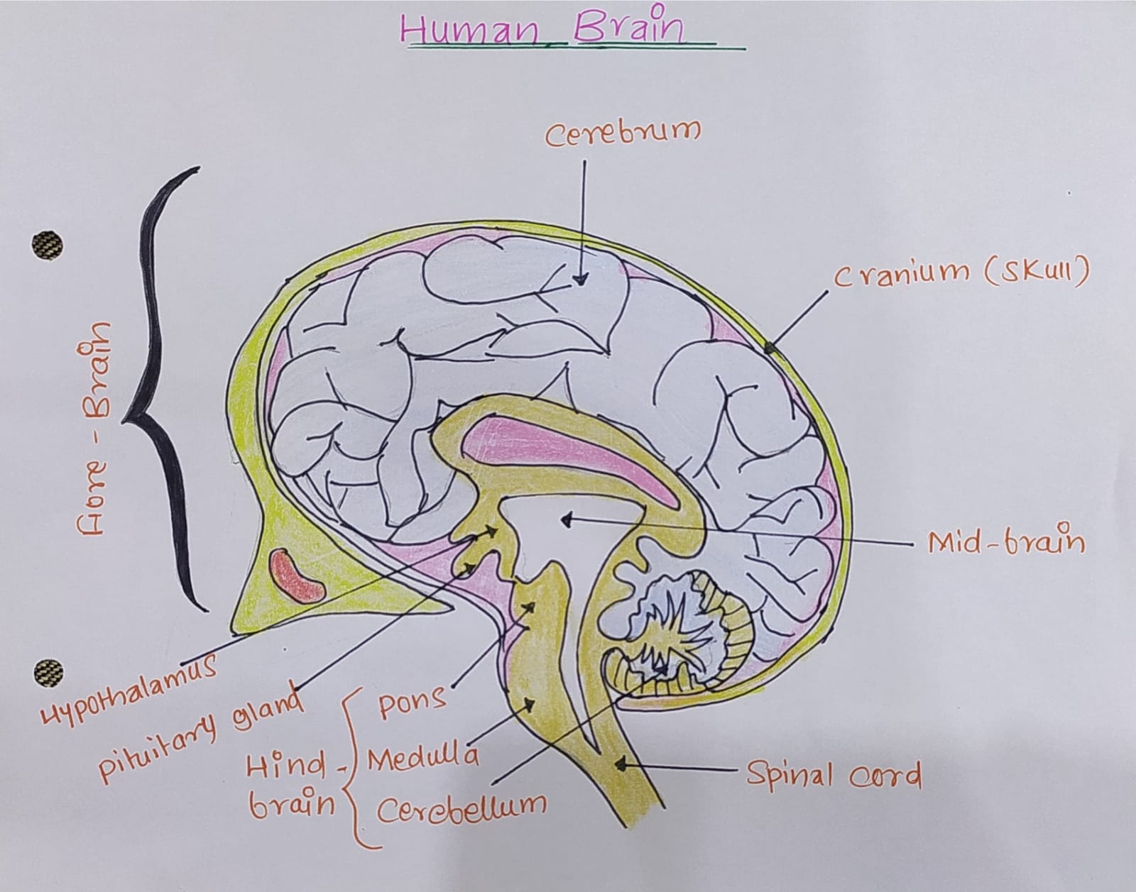 Draw the diagram of the human brain Explain its functions