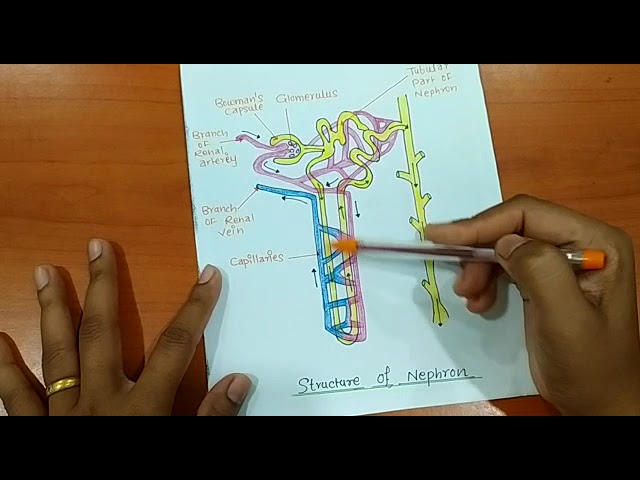 SOLVED: Study the nephron diagram below and answer the following questions  i. Explain the significance of the differences in diameter between structure  B and structure D. (1) i. Starting with a solution