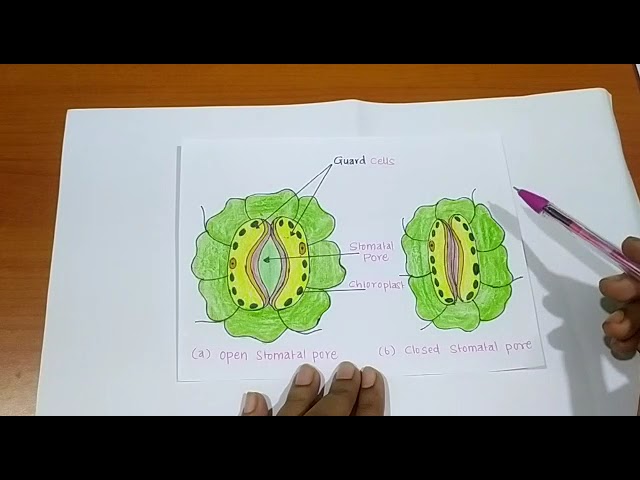 Diagram showing structure of stomata illustration  CanStock